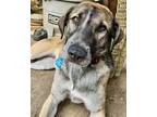 Adopt ABBEY a Tricolor (Tan/Brown & Black & White) German Shepherd Dog / Hound