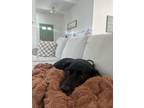 Adopt Daisy a Black - with White Labrador Retriever / American Pit Bull Terrier