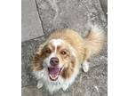 Adopt Aggie a Red/Golden/Orange/Chestnut - with White Australian Shepherd /