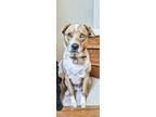 Adopt Lola a Tan/Yellow/Fawn - with White Australian Shepherd / Catahoula