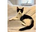 Adopt Birch a Black & White or Tuxedo Domestic Shorthair (short coat) cat in