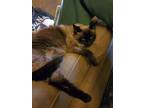 Adopt Friend a Brown or Chocolate Siamese / Mixed (short coat) cat in Glendale