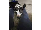 Adopt Luke Bryan a Black - with White American Pit Bull Terrier / Mixed dog in