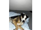Adopt Po a Brown/Chocolate - with White Australian Cattle Dog / Labrador