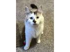 Adopt Eldon a Cream or Ivory Siamese (medium coat) cat in Fairborn