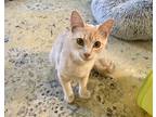 Adopt Ginger (Catrina Kittens Momma) a Domestic Shorthair / Mixed cat in