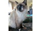 Adopt Monkey a White Ragdoll / Mixed (medium coat) cat in Camas, WA (41504973)