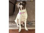 Adopt S'mores a White - with Brown or Chocolate German Shorthaired Pointer /