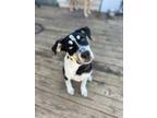 Adopt Calico (Cali) a Black - with Tan, Yellow or Fawn Catahoula Leopard Dog /