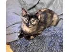 Adopt Willow a Tortoiseshell Domestic Shorthair (short coat) cat in Bethel