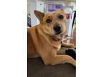 Adopt Kona a Red/Golden/Orange/Chestnut Australian Cattle Dog / Mixed dog in