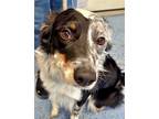 Adopt Kenji a Black - with White Border Collie / Anatolian Shepherd / Mixed dog