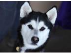 Adopt Audrey a Black - with White Siberian Husky / Mixed dog in Walnut Creek