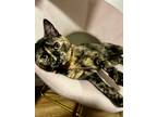 Adopt Zora a Tortoiseshell Domestic Shorthair (short coat) cat in Andover