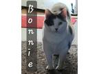 Adopt Bonnie (bonded) a White (Mostly) Domestic Mediumhair / Mixed (medium coat)