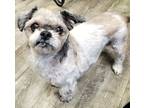 Adopt Jack a White - with Gray or Silver Shih Tzu / Mixed dog in East Hartford