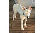 Adopt Allie a White Bull Terrier / Mixed dog in Tahlequah, OK (41504856)