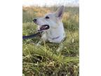 Adopt Chanel a Siberian Husky, Shepherd