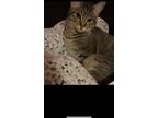 Adopt Lexi a Gray or Blue (Mostly) Tabby / Mixed (medium coat) cat in