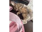 Adopt Storm a Gray, Blue or Silver Tabby American Shorthair / Mixed (short coat)