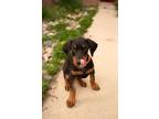 Adopt JC a Tan/Yellow/Fawn Doberman Pinscher / Mixed dog in Fountain