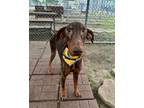 Adopt Niko a Red/Golden/Orange/Chestnut Doberman Pinscher / Mixed dog in