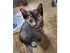 Adopt Sun a Tortoiseshell Domestic Shorthair cat in Toledo, OH (41504844)