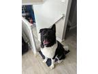 Adopt Loki a Black - with White Akita / Mixed dog in Centennial, CO (41487839)