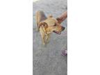 Adopt Scout a Tan/Yellow/Fawn Labrador Retriever / Mixed dog in Calexico