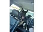 Adopt King a Black - with Tan, Yellow or Fawn German Shepherd Dog dog in Kansas