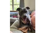 Adopt Iris a Gray/Blue/Silver/Salt & Pepper American Pit Bull Terrier dog in