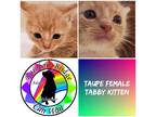 Adopt Taupe a Orange or Red Tabby Tabby (short coat) cat in Carnegie