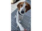 Adopt CONNOR a White - with Brown or Chocolate Foxhound / Mixed dog in