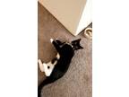 Adopt Shroomie a Black & White or Tuxedo Domestic Shorthair / Mixed (short coat)