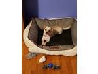 Adopt Buddy a Tan/Yellow/Fawn - with White Chiweenie / Mixed dog in Bessemer