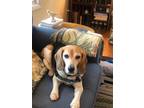 Adopt Amber a Tricolor (Tan/Brown & Black & White) Beagle / Mixed dog in