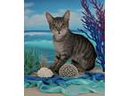 Adopt Amy a Gray, Blue or Silver Tabby American Shorthair (short coat) cat in