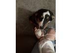 Adopt Leo a Tricolor (Tan/Brown & Black & White) Australian Shepherd / Mixed dog
