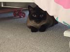 Adopt Ollie a Brown or Chocolate (Mostly) Siamese / Mixed (short coat) cat in