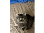 Adopt Theodora (Teddy) a Brown or Chocolate (Mostly) Domestic Mediumhair / Mixed