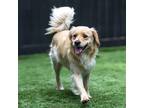 Adopt MARSHALL a Tan/Yellow/Fawn Golden Retriever / Mixed dog in Escondido