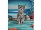 Adopt Sheldon a Gray, Blue or Silver Tabby American Shorthair (short coat) cat