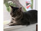 Adopt Lincoln a Black (Mostly) Tabby / Mixed (medium coat) cat in Long Beach
