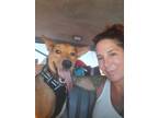 Adopt Toby a Red/Golden/Orange/Chestnut - with White Basenji / German Shepherd