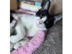 Adopt Hermione a Black & White or Tuxedo Domestic Shorthair (medium coat) cat in