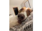 Adopt Roman a White - with Tan, Yellow or Fawn Foxhound / Mixed dog in Rockford