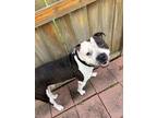 Adopt Ghost a Brown/Chocolate - with White American Pit Bull Terrier / Mixed dog