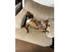 Adopt Minnie a Brown/Chocolate - with Black Black Mouth Cur / Mixed dog in