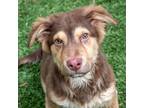 Adopt Sonny the pup a Red/Golden/Orange/Chestnut Australian Shepherd / Mixed dog