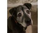 Adopt Gabriel a Black - with White Labrador Retriever / Mutt / Mixed dog in